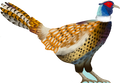 Pheasant