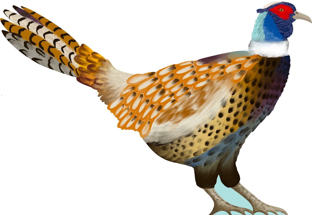 Pheasant