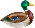 Sitting Mallard