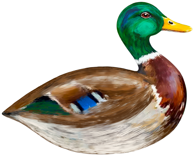 Sitting Mallard